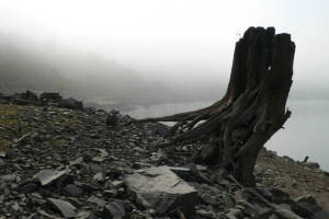 干上がったダム湖の流木