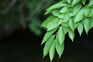三段峡