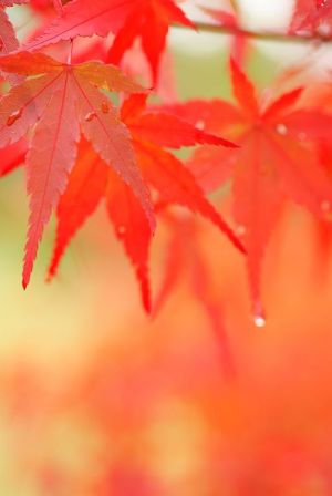 広島市広域公園の紅葉