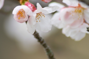 広島市広域公園の桜