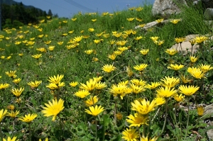 Minolta AF２４ミリF2．8