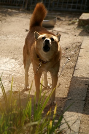 番犬