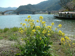 ２００５錦帯橋の春