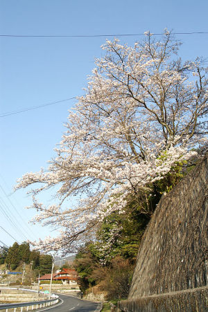 奥畑の桜