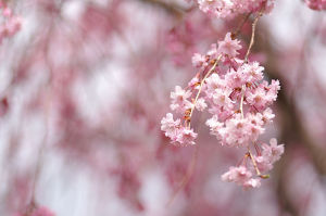 緑化植物公園の桜