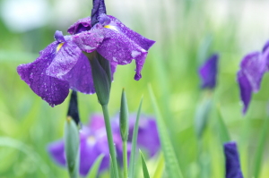 雨の植物公園３