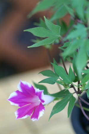 広島市植物公園で-3