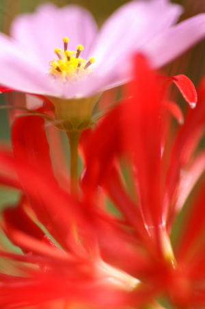 コスモスと赤い花