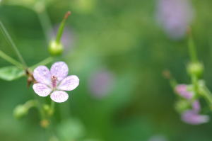 八幡高原の花
