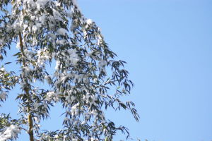 雪を見上げて 雪を見上げて