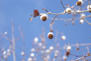 雪を見上げて 雪を見上げて