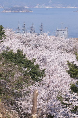 桜と軍艦