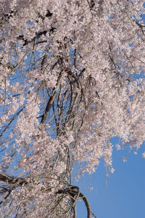 日曜日の神原しだれ桜