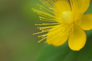 旬の黄色花