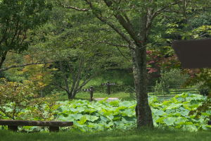 棲真寺のハス