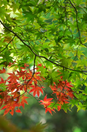 秋の色々