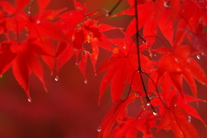 雨の日の紅葉は