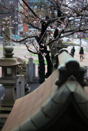 白神社の桜