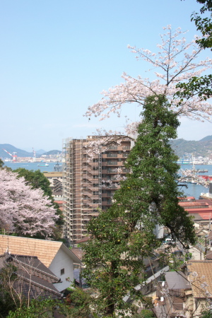 串山のさくら風景