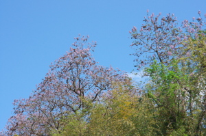 花と呉基地