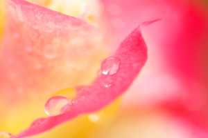 雨中の花マクロ