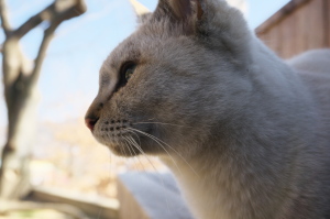 尾道の白いネコ