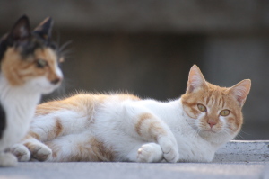 野良猫特集