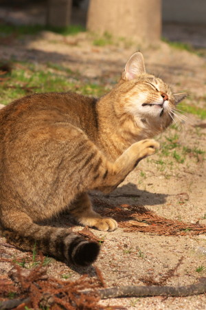 速谷神社の猫