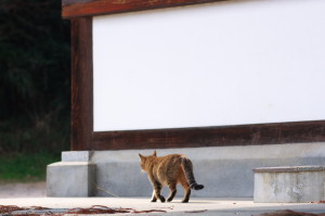 速谷神社の猫