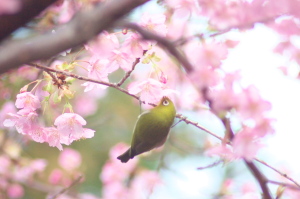 島のメジロ桜