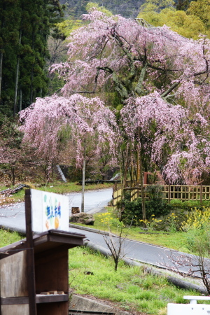 植物公園の満開桜