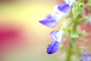 新年最初の花撮り