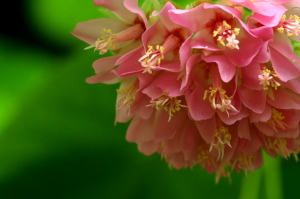 植物公園の収穫２