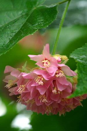 植物公園の収穫２