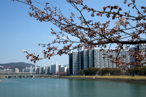 広島の川と桜と