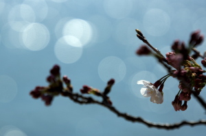 広島の川と桜と