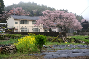 奥畑分校の桜