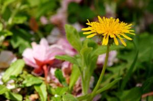 続・花のまわりみち