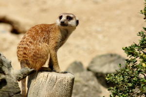 動物園の主役たち