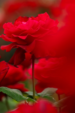 紅い薔薇（８）