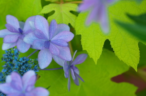 紫陽花のかほり