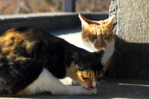 野良猫姉妹