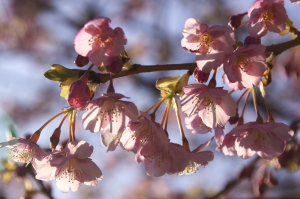 桜と満艦飾