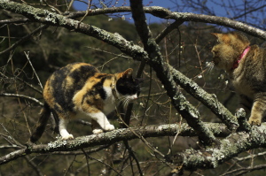 樹上の野良猫