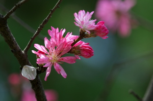 季節の花々（春）