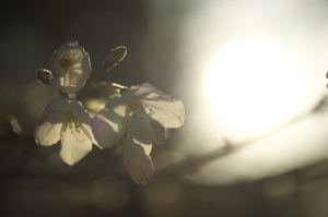たそがれ桜