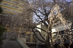 普門寺のしだれ桜