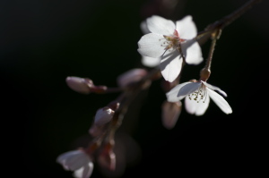 普門寺のしだれ桜