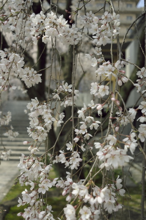 白神さんの桜