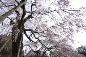日曜日の桜